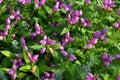 Red Turtlehead Flowers Chelone obliqua blooming in a park garden on august sunny day, pink flowers blossom, floral background