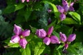 Red Turtlehead Flowers Chelone obliqua blooming in a park garden on august sunny day, pink flowers blossom, floral background