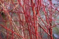 Red Twig Dogwood at Hawthorn Pond in Late November Royalty Free Stock Photo