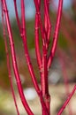 Red twig dogwood in winter