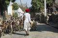 Traditional Rabari Herdsman with Goats