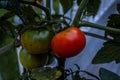 Red and Green Tomatoes Growing During Summertime Royalty Free Stock Photo