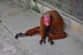 Red uakari monkey in the Amazon rainforest