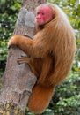 Red Uakari monkey in Amazon Royalty Free Stock Photo