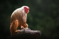 Red Uakari Monkey Royalty Free Stock Photo