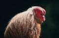 Red Uakari Monkey Royalty Free Stock Photo