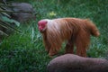 Red Uakari Monkey Royalty Free Stock Photo