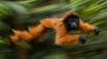 Red uakari monkey leaping, rainforest, blurred motion, wildlife Royalty Free Stock Photo