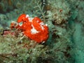Red ugly frogfish Royalty Free Stock Photo