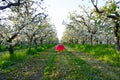 red umbrella on a blossomin apple orchard