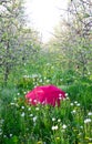 red umbrella on a blossomin apple orchard