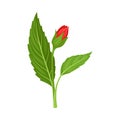 Red Unbudded Hibiscus Flower. Tropical Flower Stem Vector Illustration