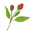 Red Unbudded Hibiscus Flower. Tropical Flower Stem Vector Illustration