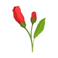 Red Unbudded Hibiscus Flower. Tropical Flower Stem Vector Illustration