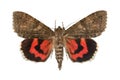 Red underwing