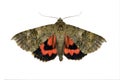 The red underwing Catocala nupta