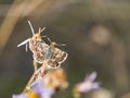 Red-underwing skipper butterfly sitting on a flower