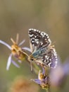 Red-underwing skipper butterfly sitting on a flower