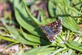 Red Underwing Skipper (spialia sertorius) on the leaves of plantain