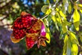 Red unfolded ripe pomegranate fruits on a tree branch close-up.