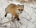 Red unique fox close-up profile walking towards you and looking at camera in the winter season in its environment and habitat with Royalty Free Stock Photo