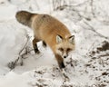 Red unique fox close-up profile walking towards you and looking at camera in the winter season in its environment and habitat with Royalty Free Stock Photo