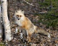 Red Fox Photo Stock. Fox Image. Unique fox standing on hind legs by a birch tree in the spring season in its environment and