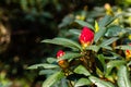 Red unopened rhododendron flower at spring Royalty Free Stock Photo