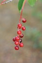 red unripe bird cherry berries on thin tree branch Royalty Free Stock Photo