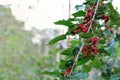 Red unripe mulberries on the branch.