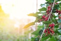 Red unripe mulberries on the branch.