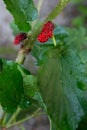 Red unripe mulberry on the branch