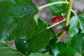 Red unripe mulberry on the branch