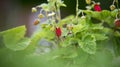 Red and unripe wild strawberry