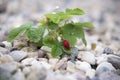 Red and unripe wild strawberry on bush