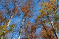 red uplifted autumn trees on a blue sky background