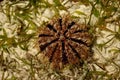 Red urchin as indicator of environment. Royalty Free Stock Photo