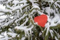 single red paper heart sitting on snow covered pine branch in forest Royalty Free Stock Photo