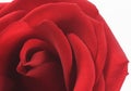 Red Valentine Rose