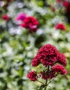 A Red Valerian bloom in foreground Royalty Free Stock Photo