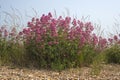 Red Valerian (Centranthus ruber) on Aldeburgh Beach, Suffolk, En