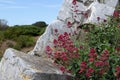 Red valerian or centranthus ruber flowering plants on the rocks