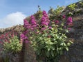 Red valerian `centranthus ruber