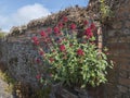 Red valerian `centranthus ruber