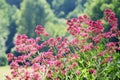 Red Valerian flower, Centranthus Ruber