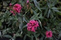 Red Valerian flower heads in bloom