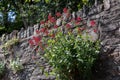 Red Valerian flowers growing from a wall