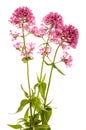 Red valerian flowers Royalty Free Stock Photo