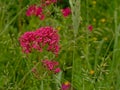 red valerian flowers in a wild naturalist garden - Centranthus ruber Royalty Free Stock Photo