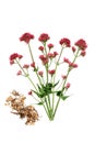 Red Valerian Herb Plant with Dried Root Royalty Free Stock Photo